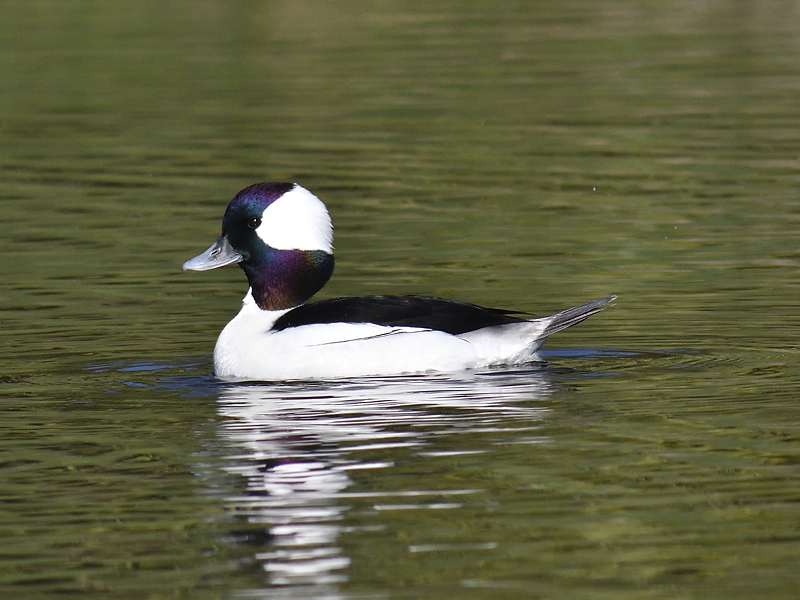 bufflehead BRD4878.JPG