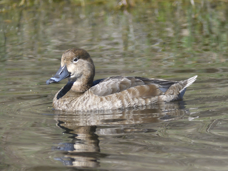 redhead BRD4909.JPG