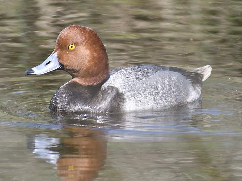 redhead BRD4914.JPG