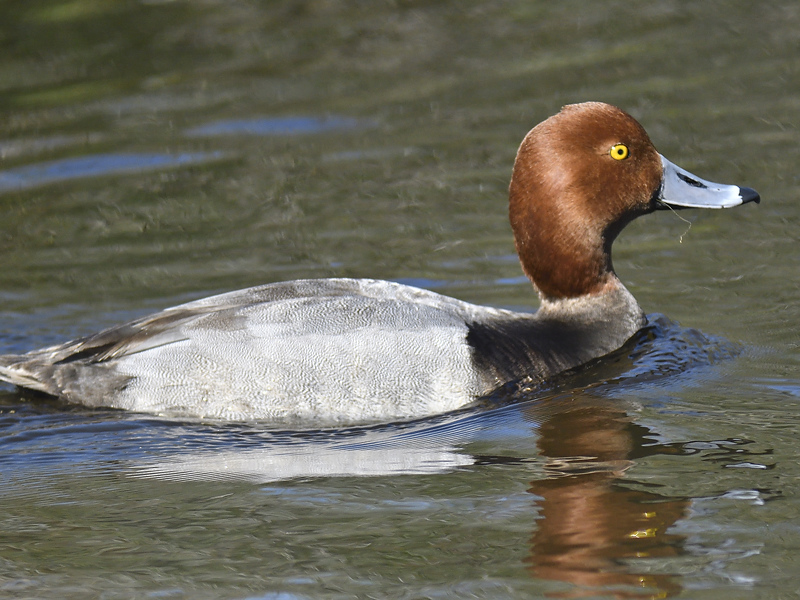 redhead BRD4918.JPG