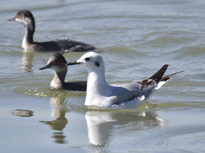 bonapartes gull BRD4945.JPG