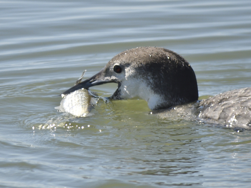 common loon BRD4993.JPG