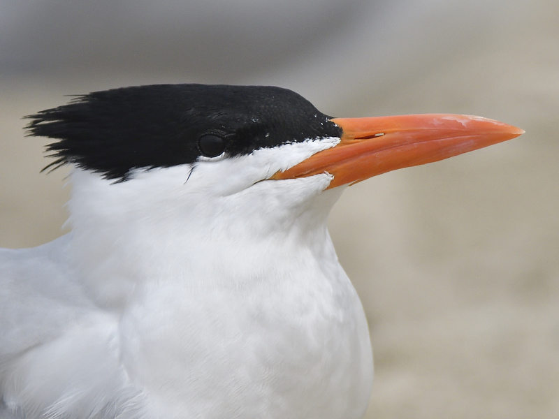 royal tern BRD5977.JPG