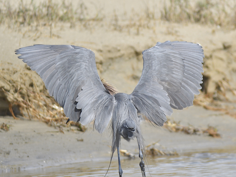 reddish egret BRD6194.JPG