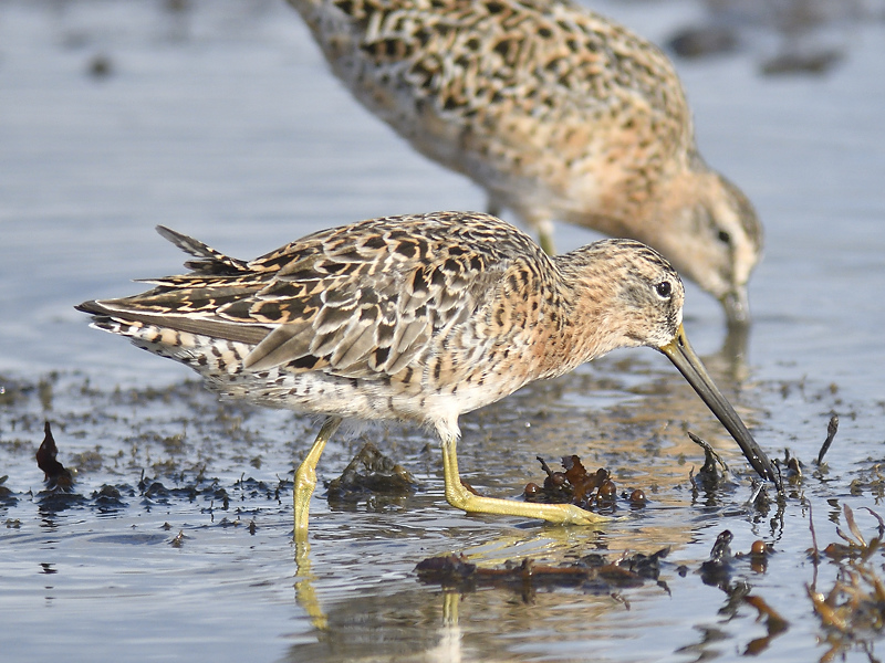 short-billed dowitcher BRD6109.JPG