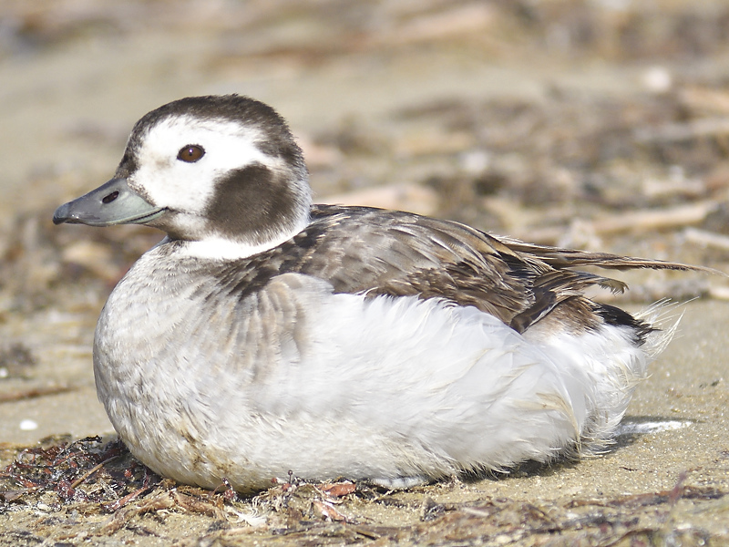 long-tailed duck BRD6129.JPG