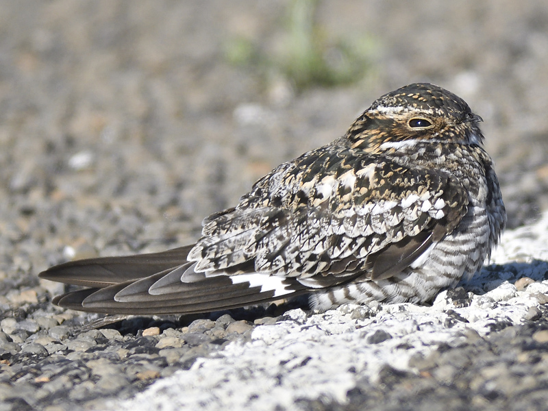 lesser nighthawk BRD6378.JPG