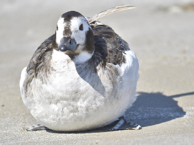 long-tailed duck BRD6678.JPG
