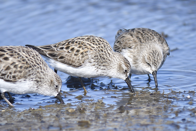 semipalmated sandpiper BRD6669.JPG