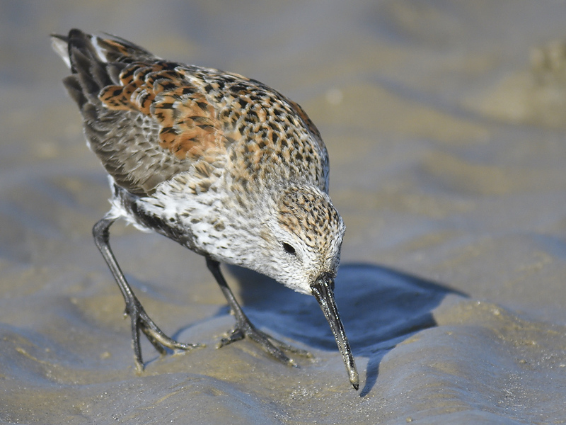 dunlin BRD7108.JPG