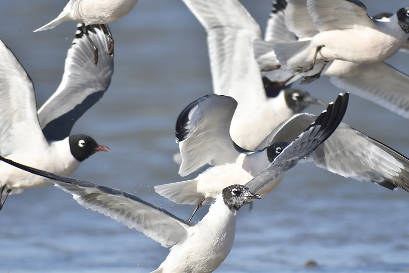 franklins gull BRD7063.JPG