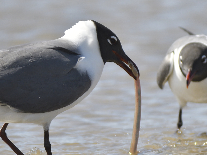 laughing gull BRD7211.JPG