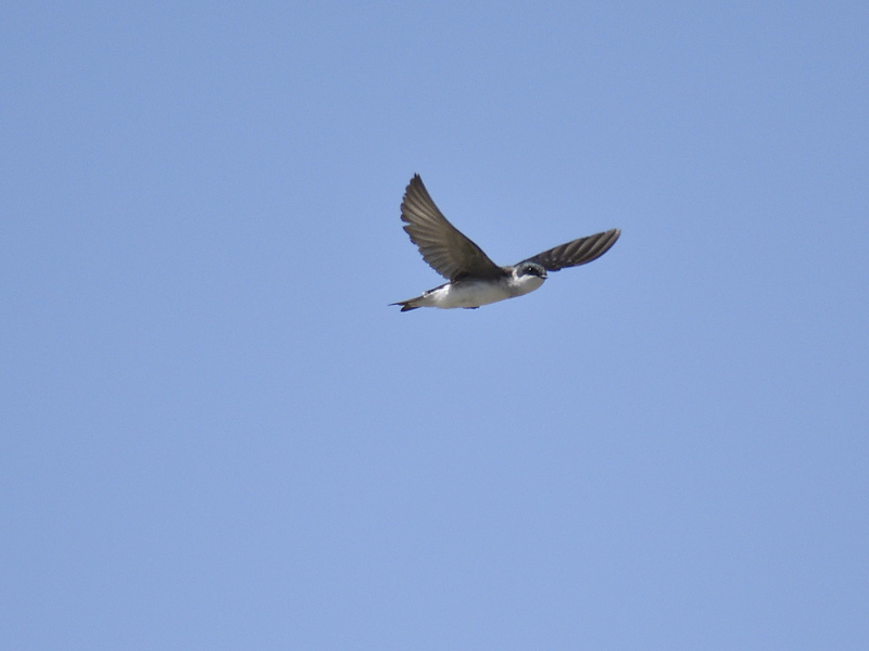 tree swallow BRD7280.JPG