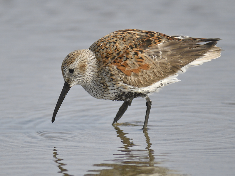 dunlin BRD7442.JPG