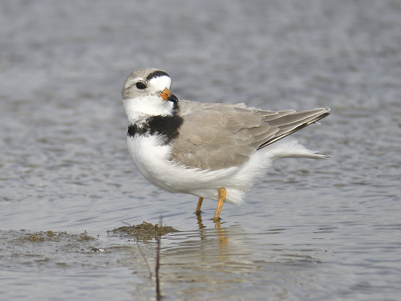 piping plover BRD7465.JPG