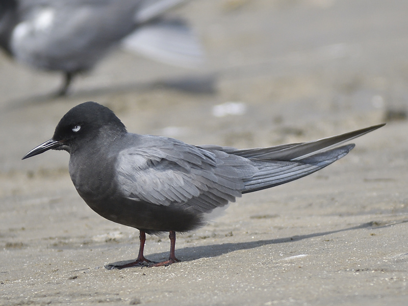 black tern BRD7640.JPG