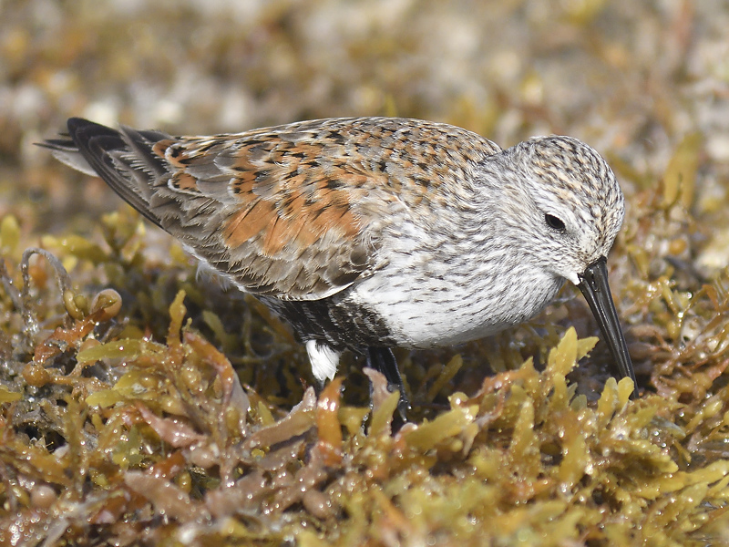 dunlin BRD7889.JPG