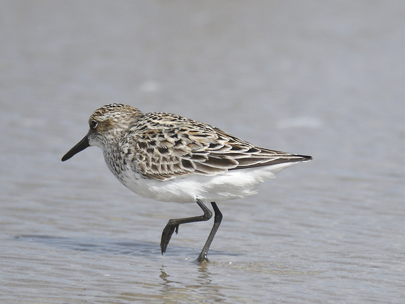 semipalmated sandpiper BRD8070.JPG