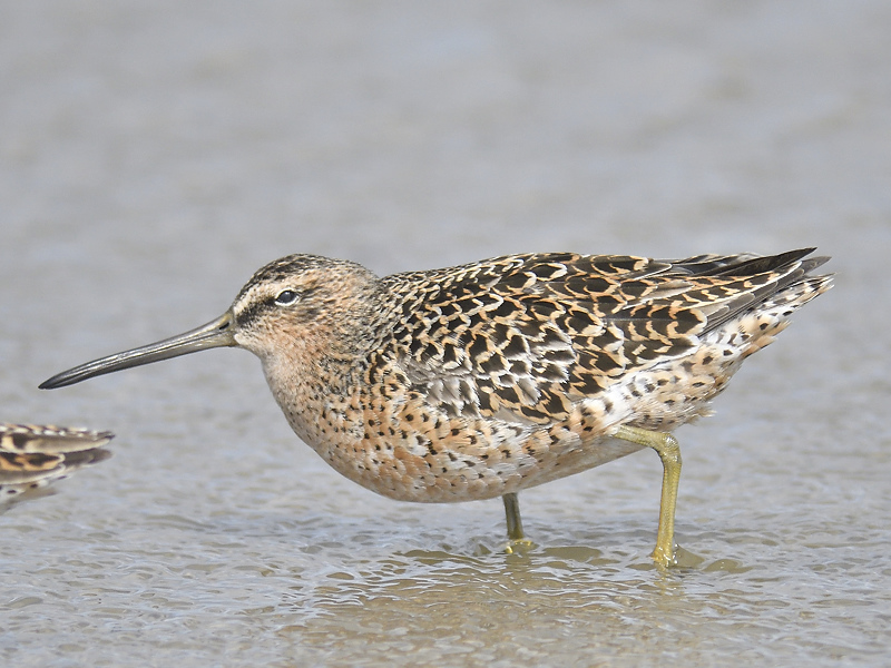short-billed dowitcher BRD8059.JPG