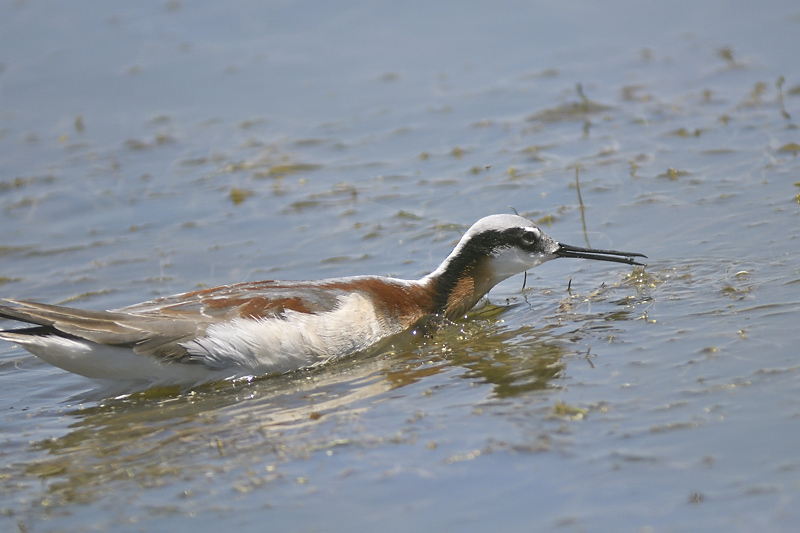 wilsons phalarope BRD8148.JPG