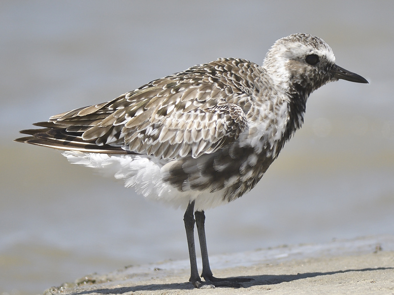 black-bellied plover BRD8297.JPG