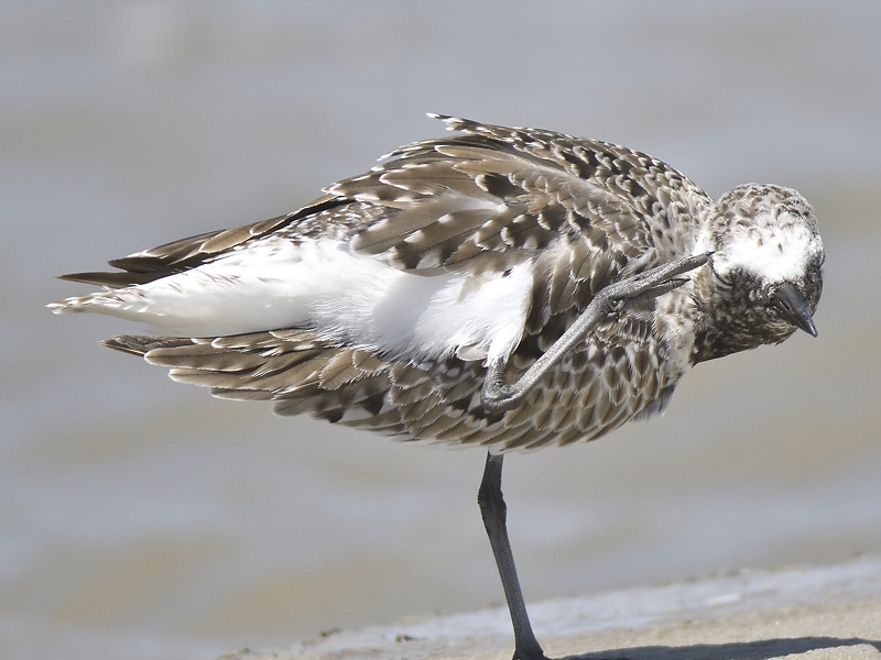 black-bellied plover BRD8300.JPG