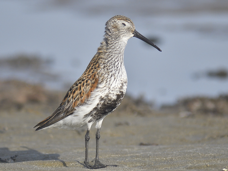 dunlin BRD9227.JPG