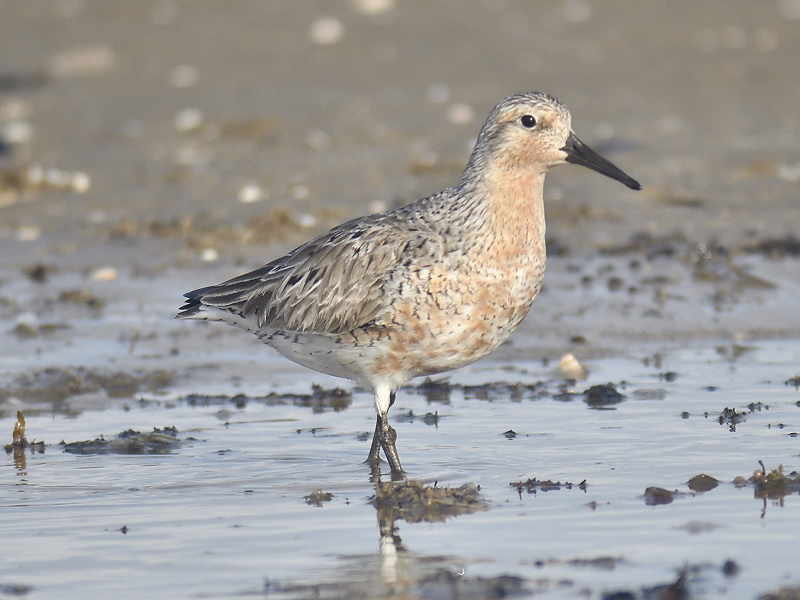 red knot BRD9217.JPG