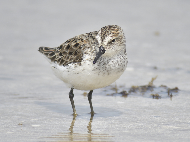 semipalmated sandpiper BRD9321.JPG