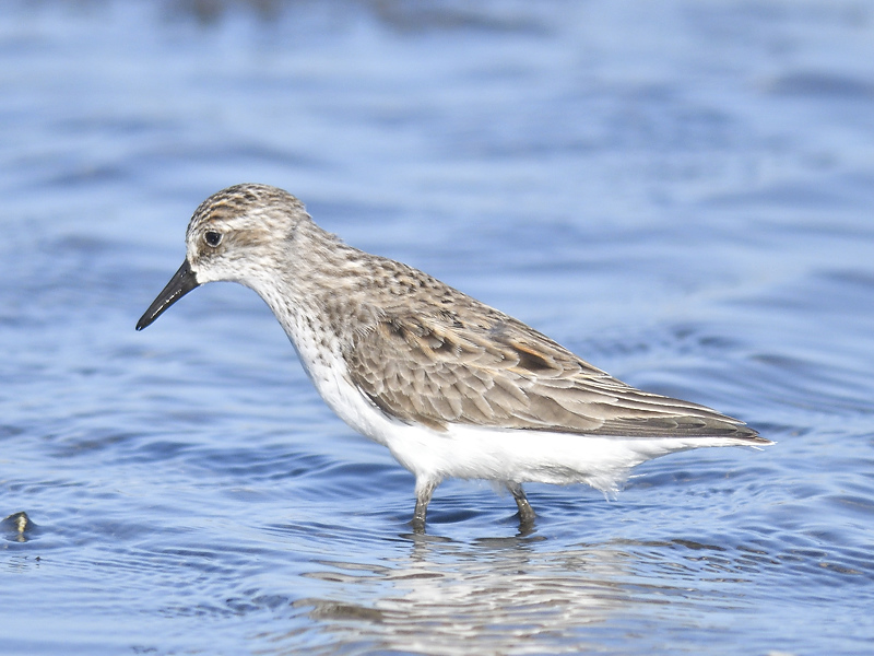 semipalmated sandpiper BRD9578.JPG