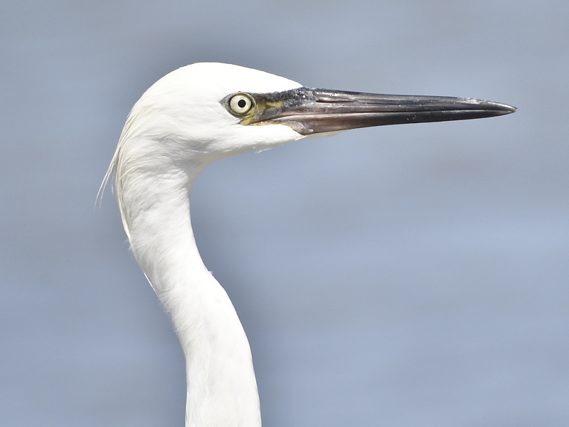 reddish egret BRD9690.JPG