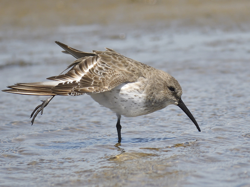 dunlin BRD9906.JPG