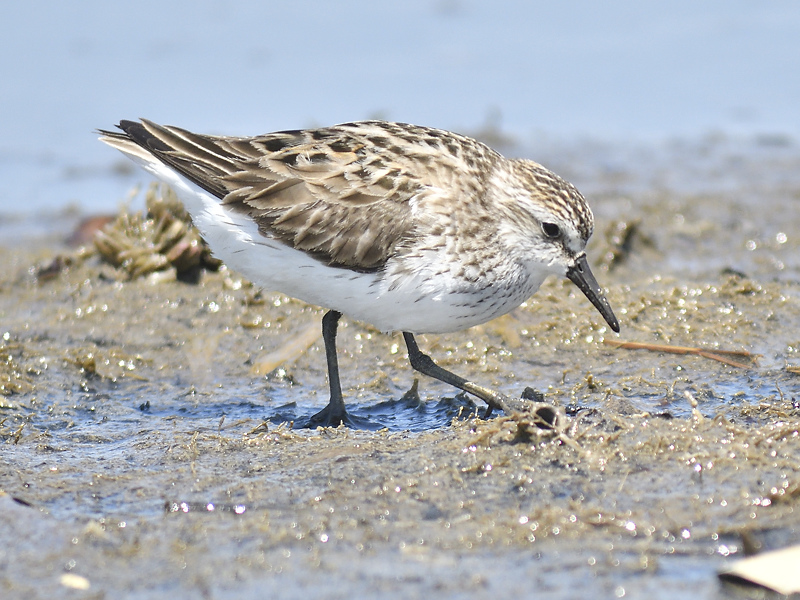 semipalmated sandpiper BRD9848.JPG
