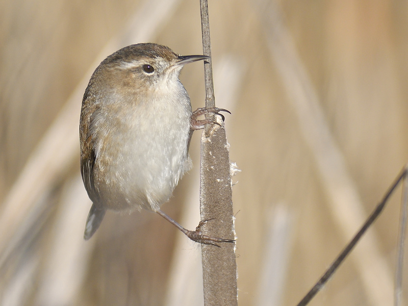 marsh wren BRD3256.JPG