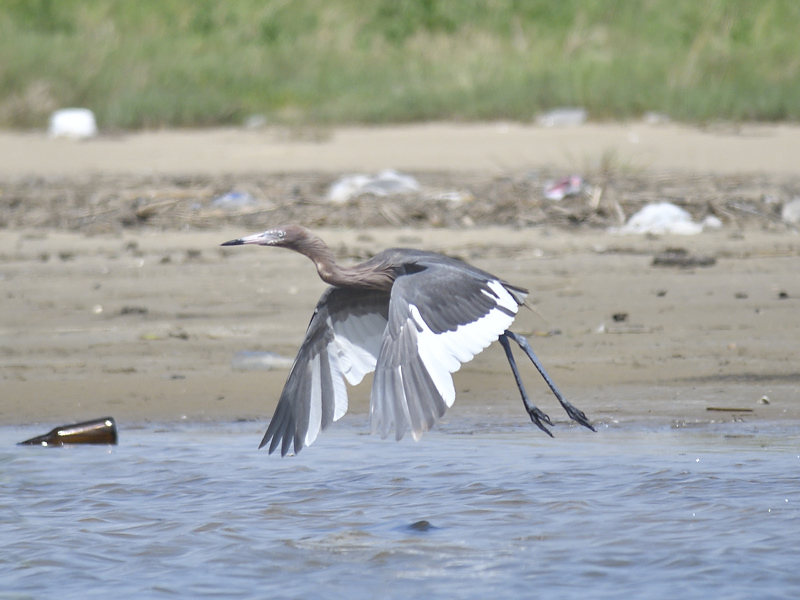 reddish egret BRD0067.JPG