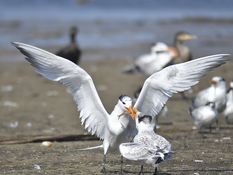 royal tern BRD0233.JPG