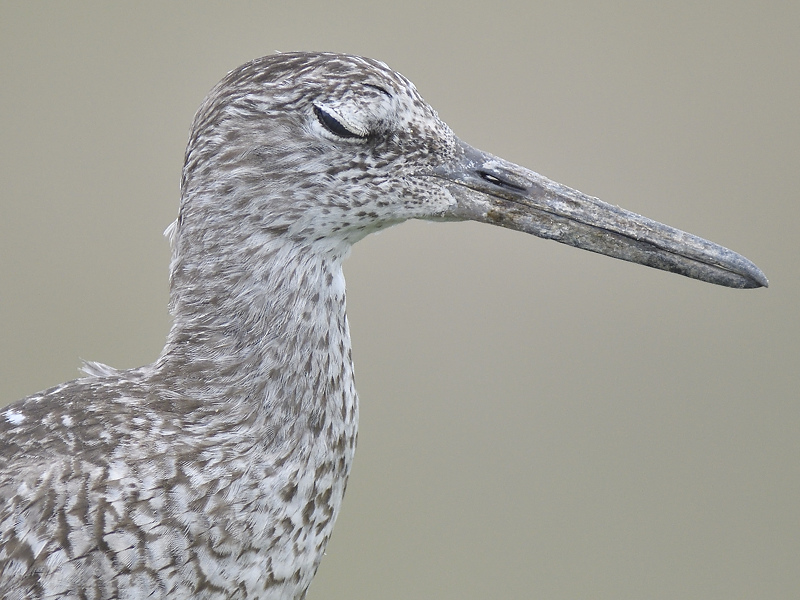 willet eastern BRD0380.JPG