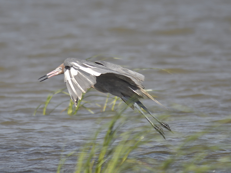 reddish egret BRD0501.JPG