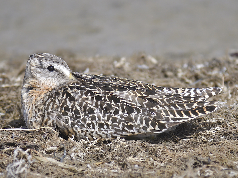 short-billed dowitcher BRD0525.JPG