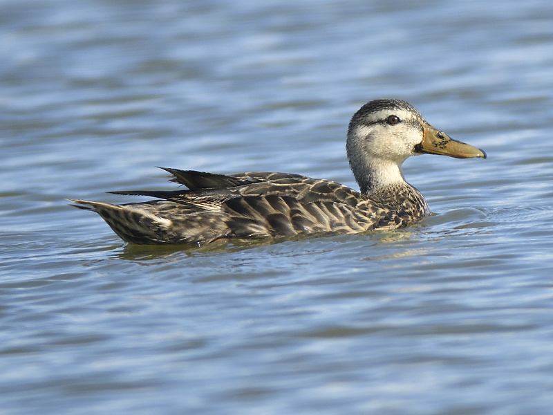 mottled duck BRD0696.JPG