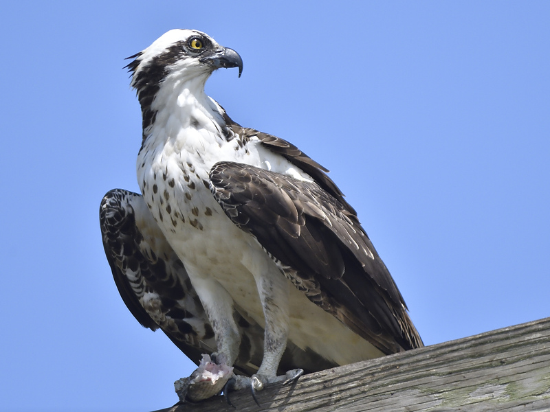osprey BRD0731.JPG