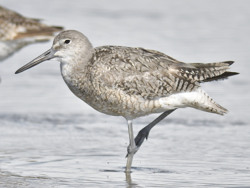 willet western BRD0711.JPG