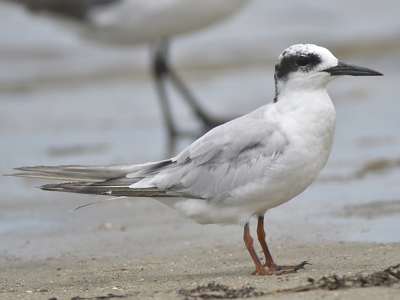 forsters tern BRD2003.JPG