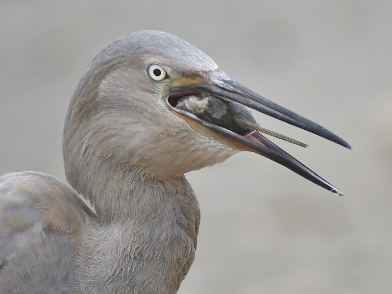 reddish egret BRD2025.JPG