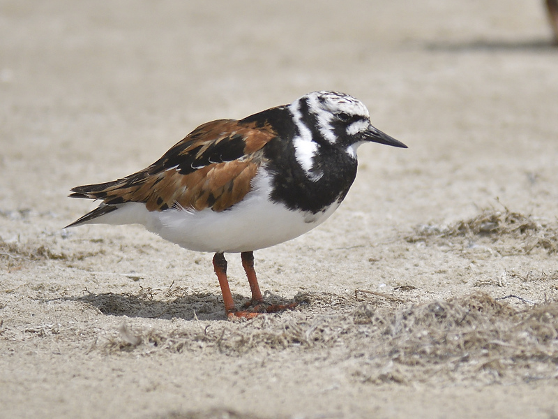 ruddy turnstone BRD1937.JPG