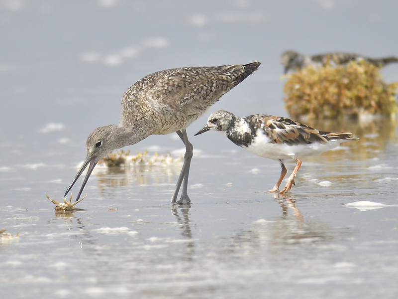 willet western BRD1820.JPG