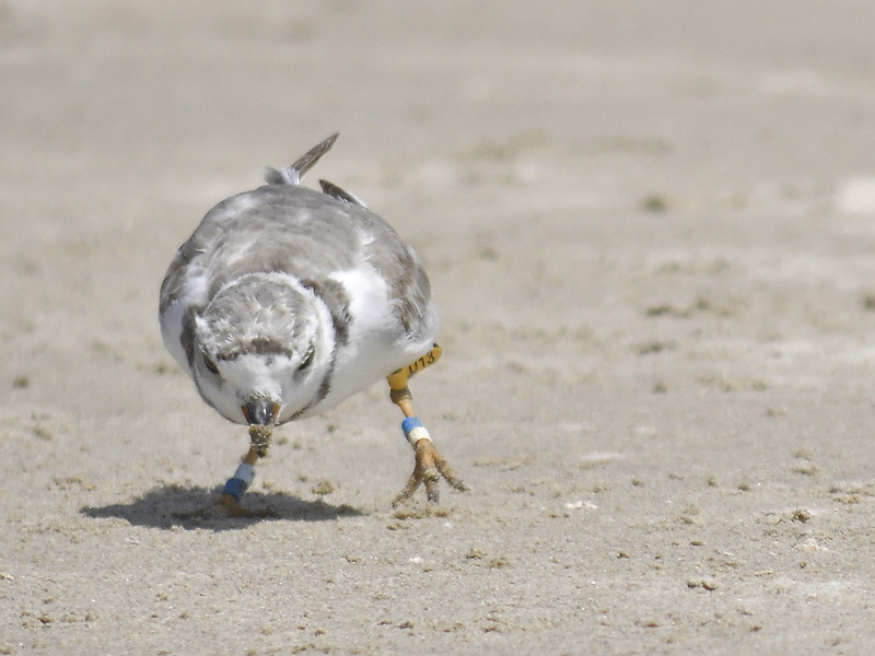 piping plover band BRD1973.JPG