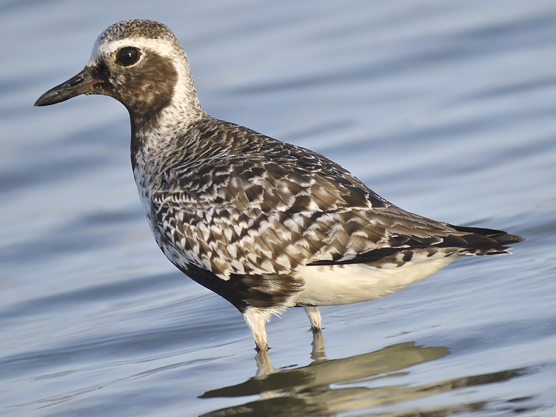 black-bellied plover BRD2531.JPG