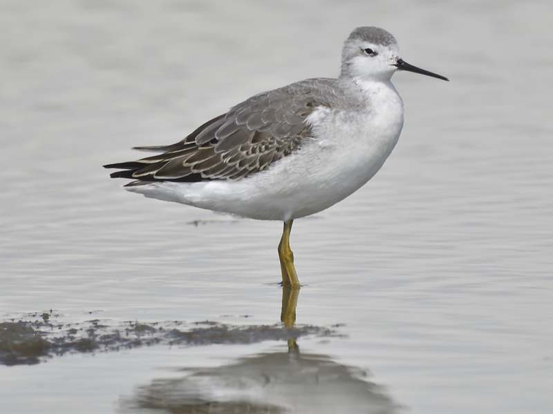 wilsons phalarope BRD3073.JPG