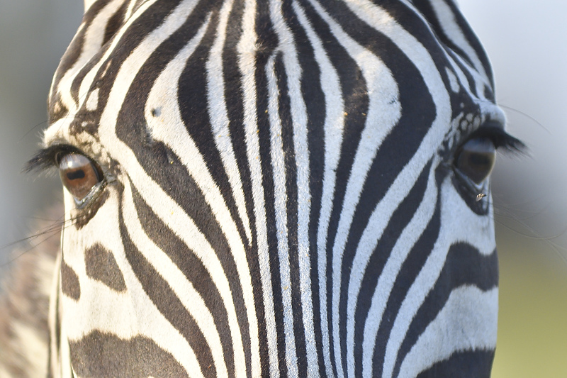 zebra BRD3131.JPG